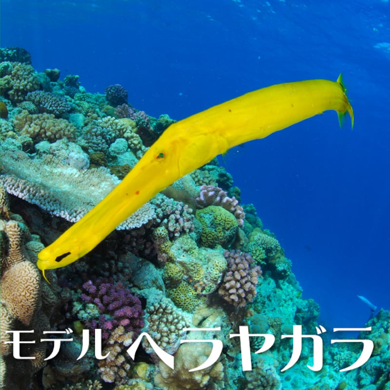 マリンライフTシャツ・ホースフェイス（サンセットオレンジ） | 海と島