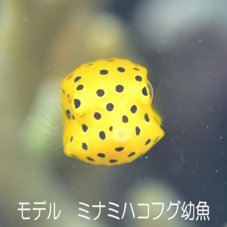 ミナミハコフグ玉ストラップ（s-4865）