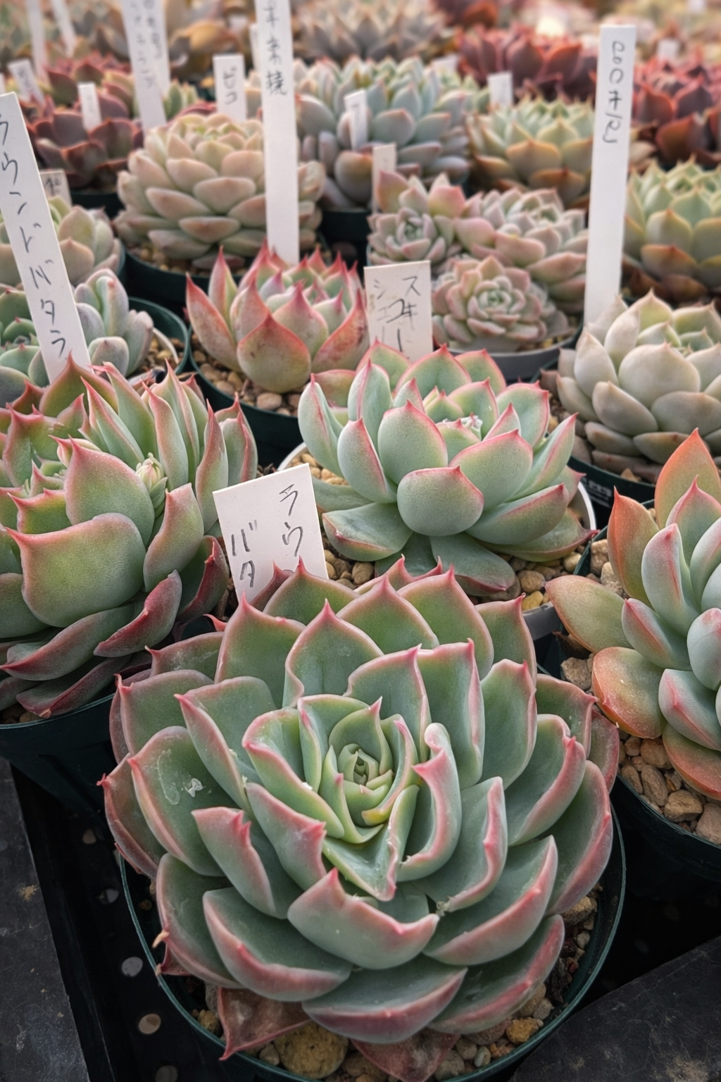 ➀新春初売りセット　錦１６個特売　抜き苗　多肉植物 ➀新春初売りセット 錦16個特売 抜き苗 多肉植物 - メルカリ