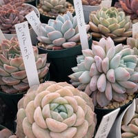 ➀新春初売りセット　錦１６個特売　抜き苗　多肉植物 ➀新春初売りセット 錦16個特売 抜き苗 多肉植物 - メルカリ