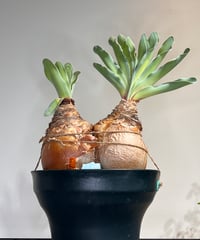 オペルクリカリアパキプス No.11 | R&A Caudex Plants