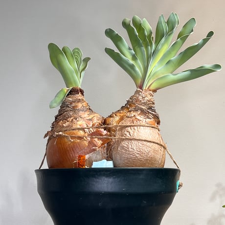 ブーファン ハエマンソイデス （検索 ハエマントイデス 冬型塊根 塊根植物 ブーファン ハエマンソイデス （検索 ハエマントイデス 冬型塊根 塊根