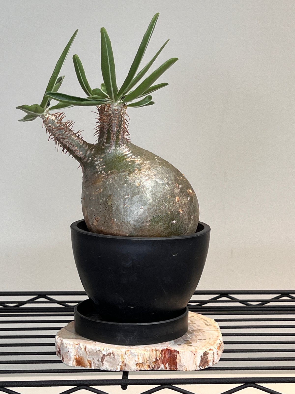 K*u様 発根済　グラキリス　かちかち　大きめ コーデックス：パキポディウム グラキリス 発根済*塊根幅22cm