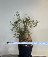 だ*様 オペルクリカリアパキプス オペルクリカリアパキプス（発根済み）