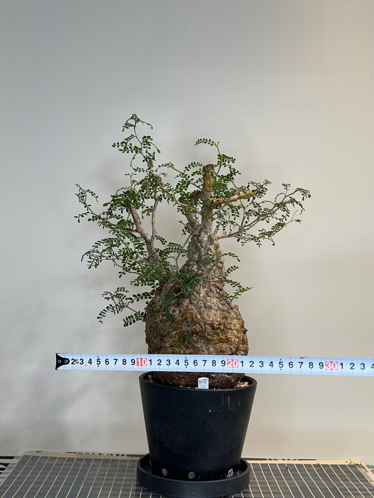 オペルクリカリアパキプス No.11 | R&A Caudex Plants