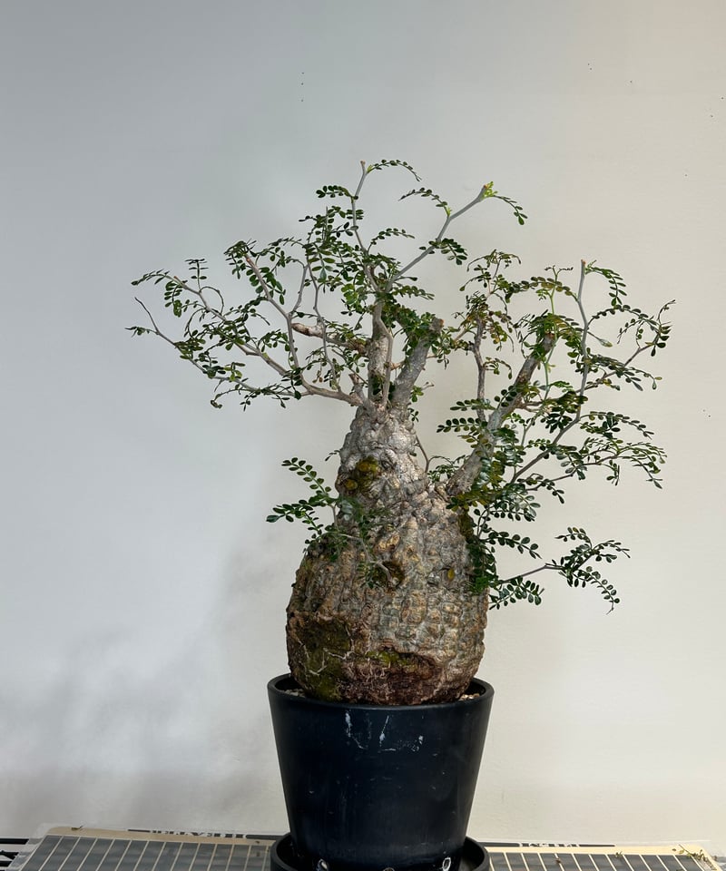 オペルクリカリアパキプス No.11 | R&A Caudex Plants