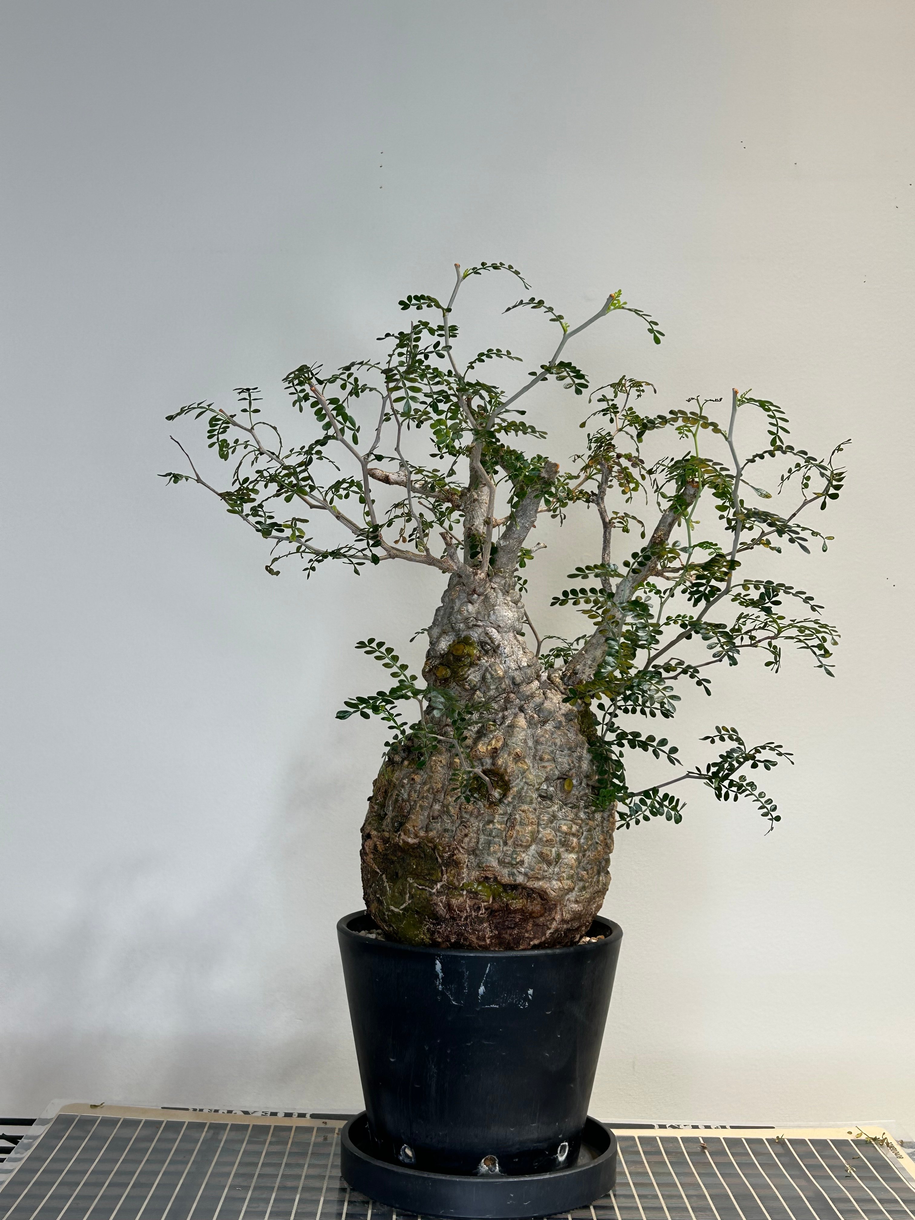 オペルクリカリアパキプス No.11 | R&A Caudex Plants