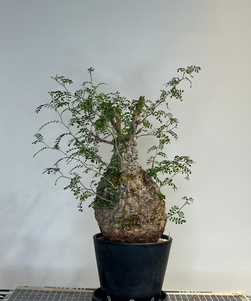 オペルクリカリアパキプス No.11 | R&A Caudex Plants