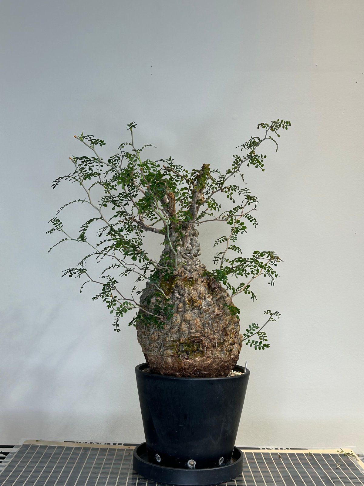 オペルクリカリアパキプス No.11 | R&A Caudex Plants