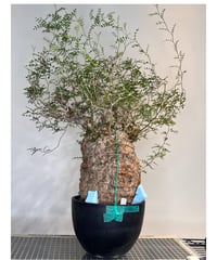 オペルクリカリアパキプス No.22 | R&A Caudex Plants