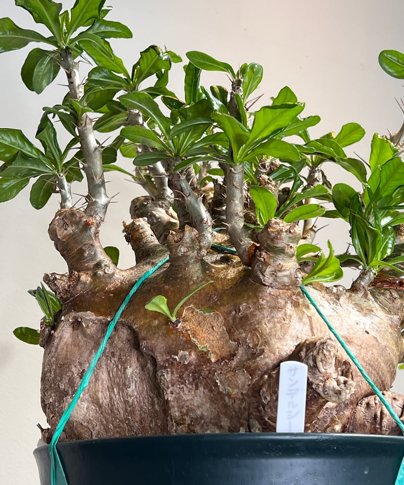 パキポディウム・サンデルシー | R&A Caudex Plants