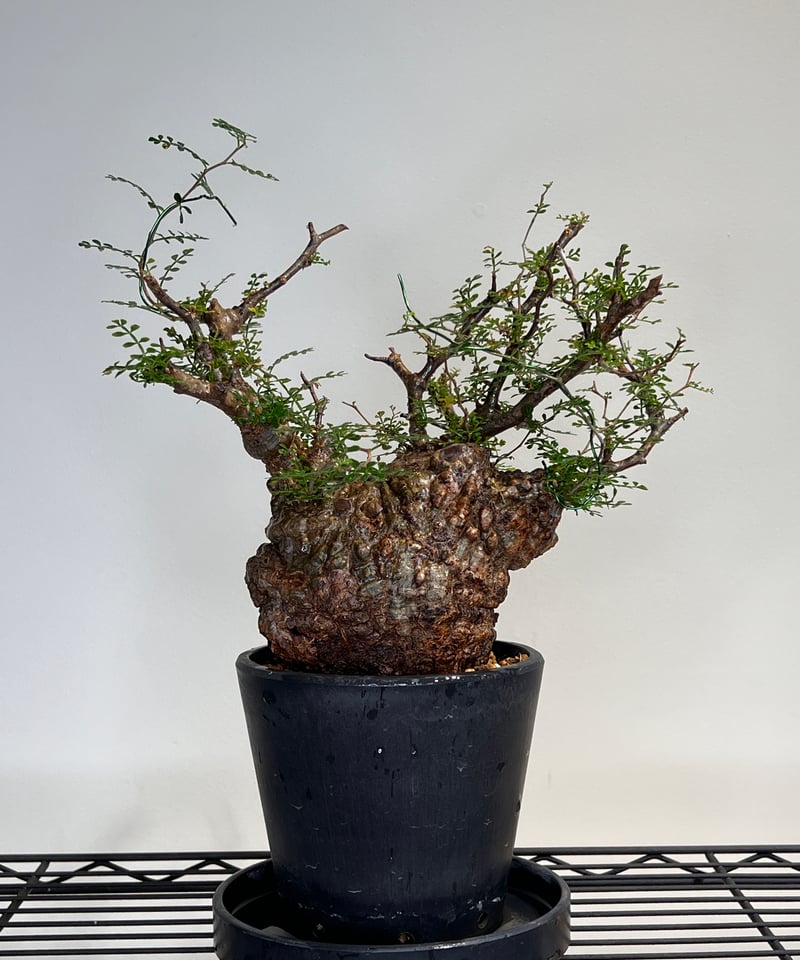 オペルクリカリア パキプス オペルクリカリアパキプス No.14 | R&A Caudex Plants