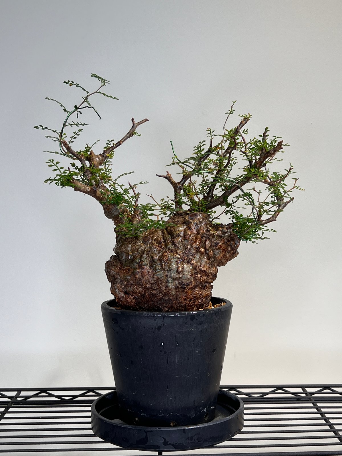 【良型】オペルクリカリアパキプス HACHI-8公式】オペルクリカリアパキプス -Operculicarya pachypus