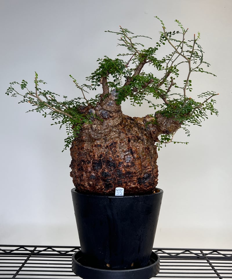 オペルクリカリアパキプス No.22 | R&A Caudex Plants オペルクリカリアパキプス No.22 | R&A Caudex Plants