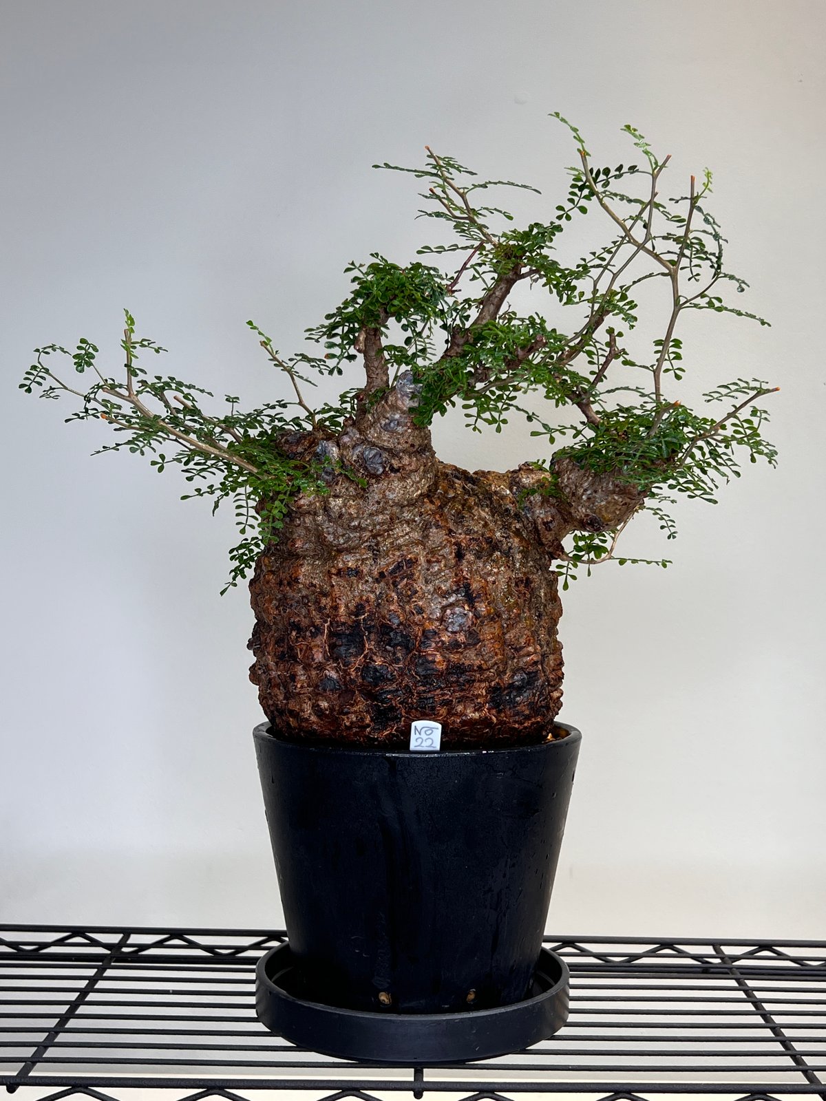 オペルクリカリアパキプス No.22 | R&A Caudex Plants オペルクリカリアパキプス No.22 | R&A Caudex Plants
