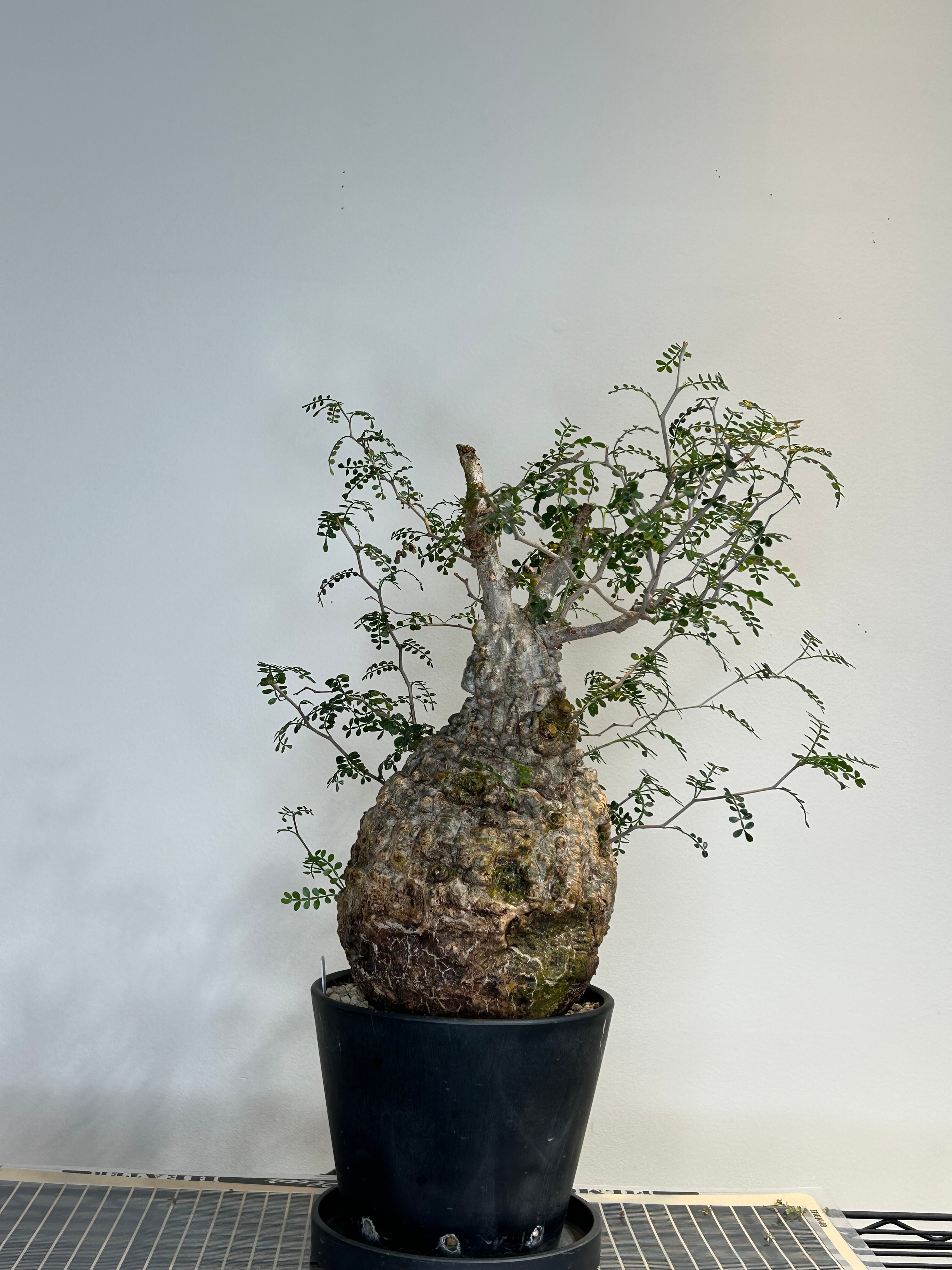 オペルクリカリア・パキプス オペルクリカリアパキプス No.11 | R&A Caudex Plants