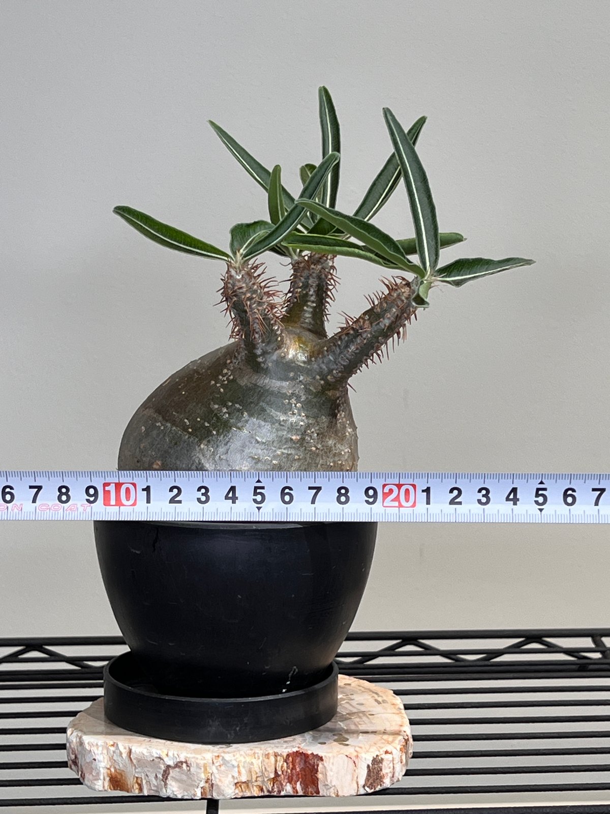 てつ様　グラキリス P.グラキリス1222【綴化】 – TaiShoDo ONLINE SHOP