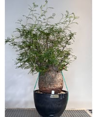 オペルクリカリアパキプス No.22 | R&A Caudex Plants