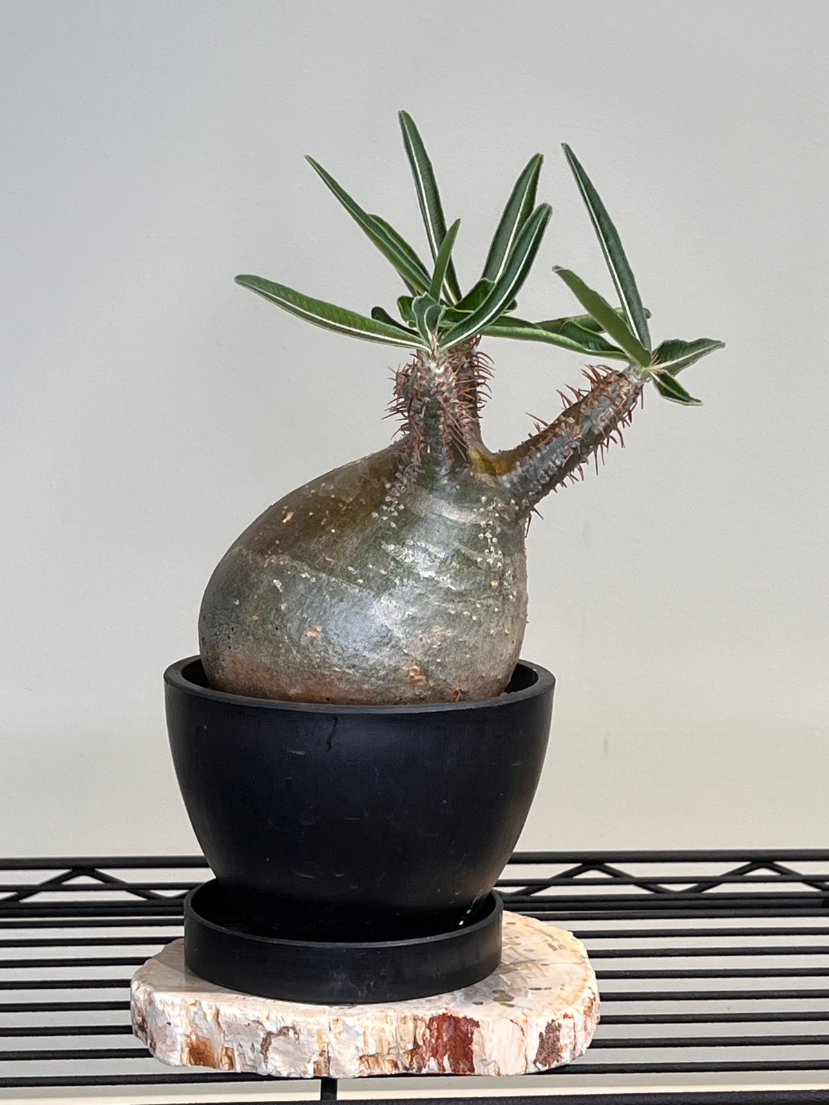 グラキリス No.8 | R&A Caudex Plants