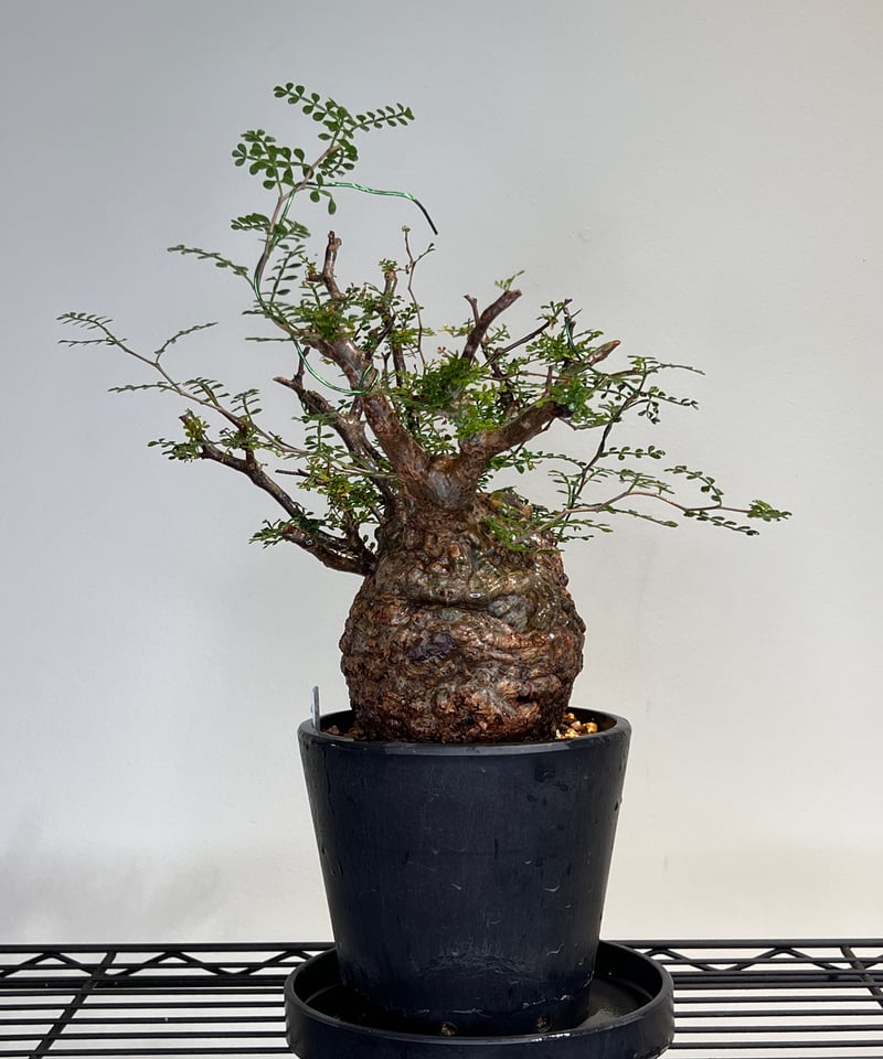 メル88352　オペルクリカリア　パキプス オペルクリカリア パキプス-OP43 | Supervoid Caudex