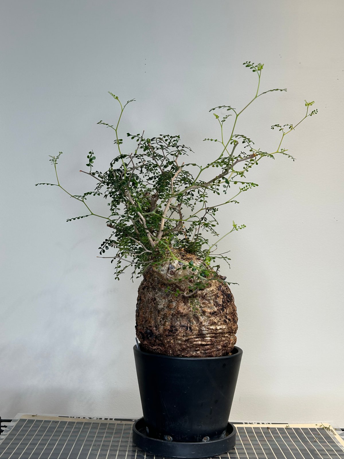 【8年目】オペルクリカリア パキプス メス オペルクリカリアパキプス No.22 | R&A Caudex Plants