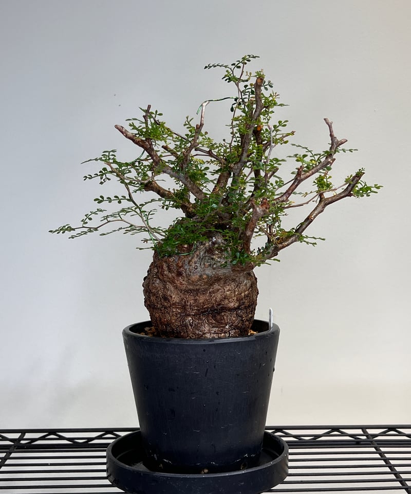 オペルクリカリアパキプス No.14 | R&A Caudex Plants