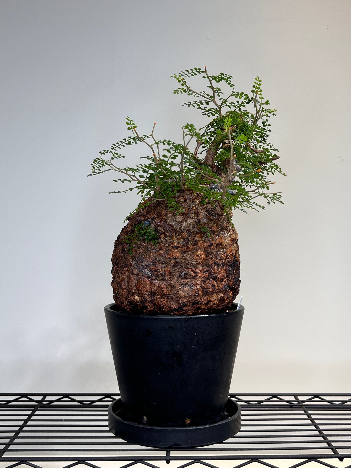 オペルクリカリアパキプス No.22 | R&A Caudex Plants オペルクリカリアパキプス No.22 | R&A Caudex Plants