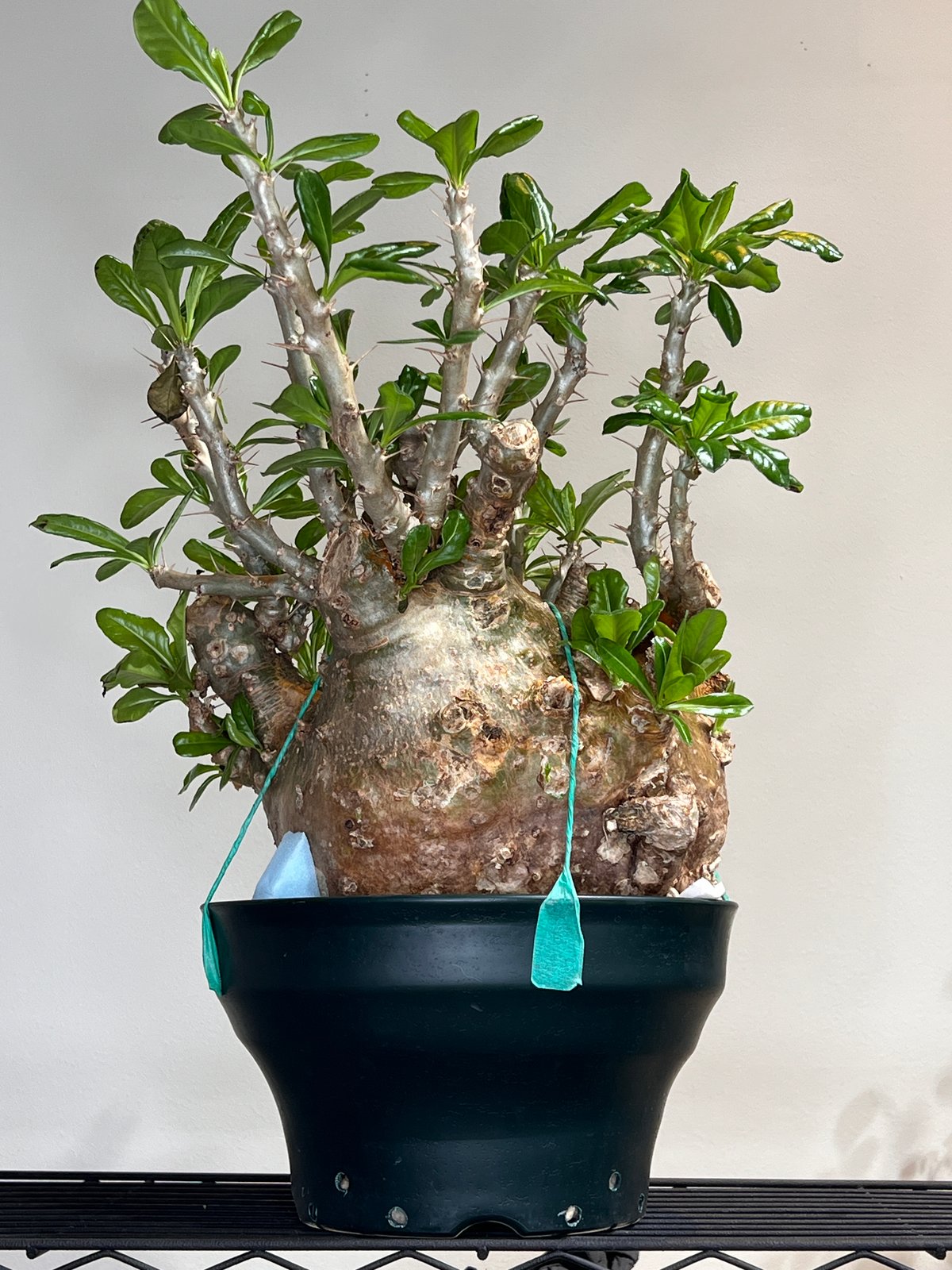 パキポディウム・サンデルシー | R&A Caudex Plants