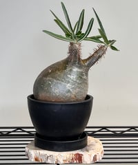 オペルクリカリアパキプス No.11 | R&A Caudex Plants