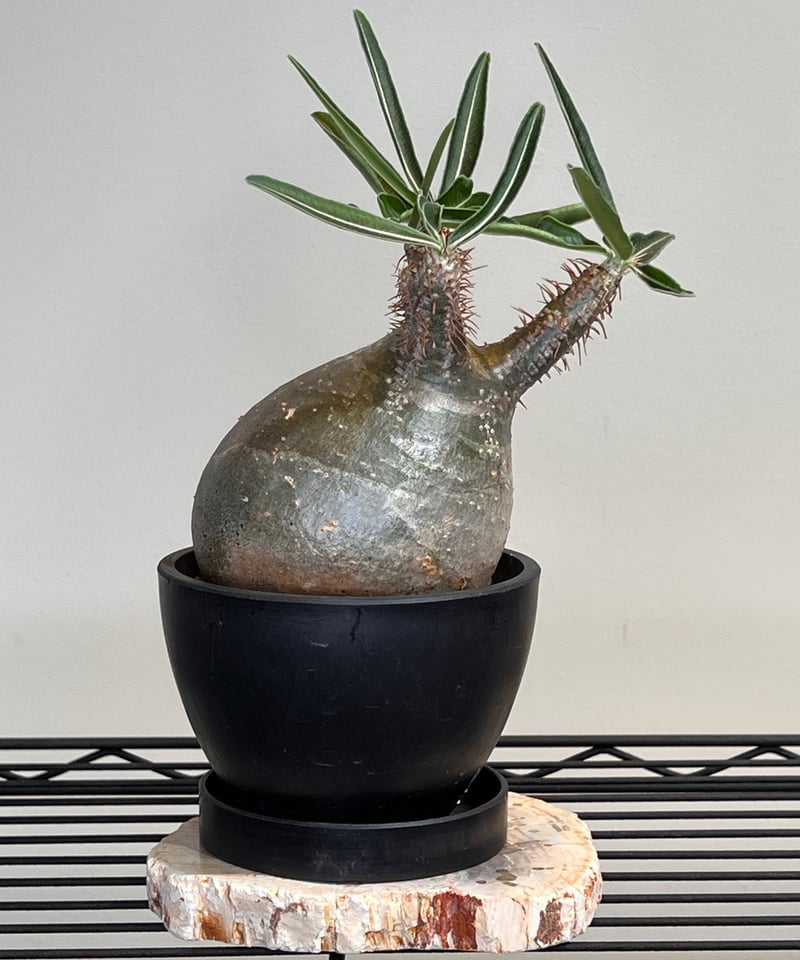 グラキリス No.8 | R&A Caudex Plants