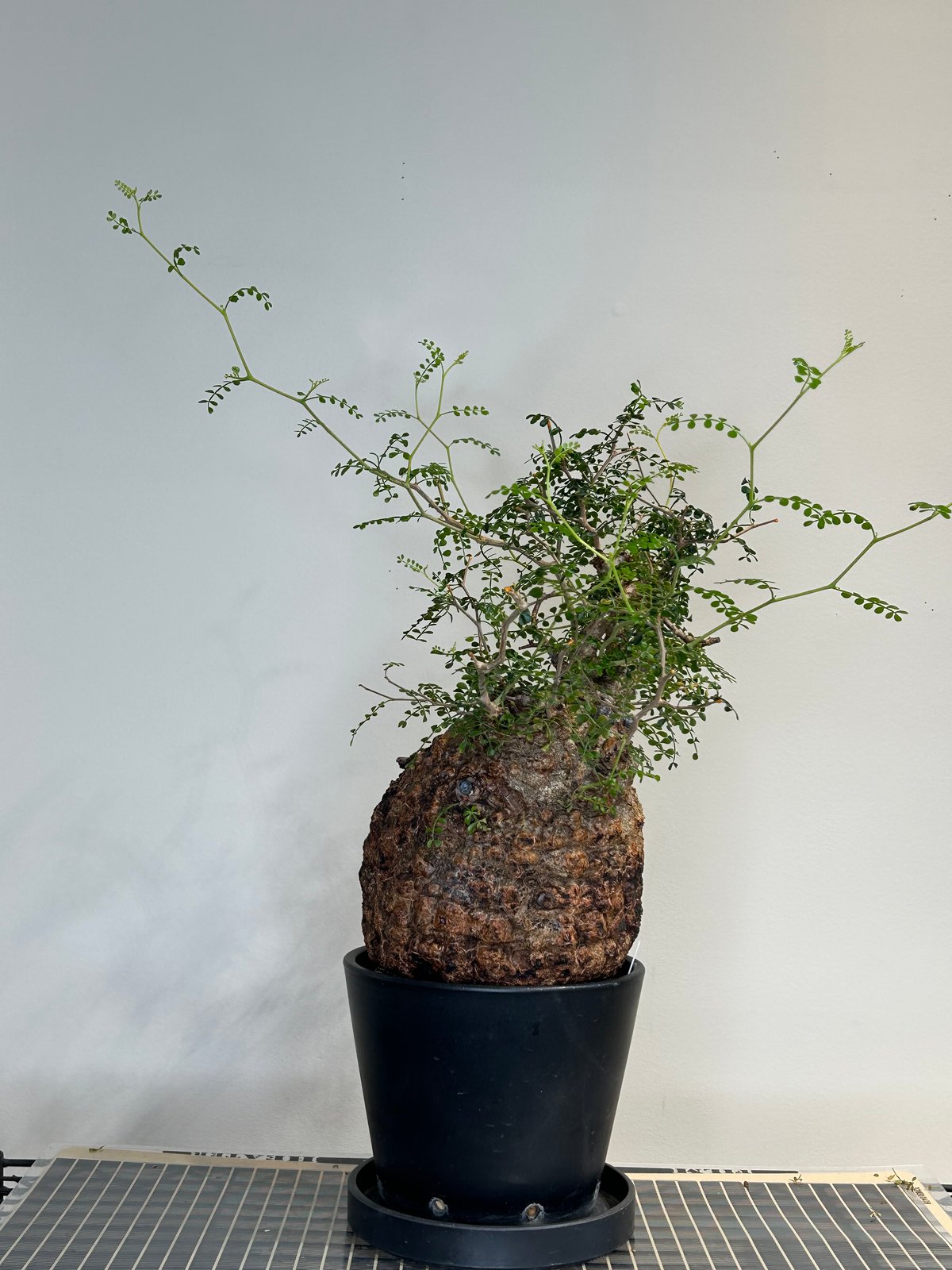 オペルクリカリアパキプス No.22 | R&A Caudex Plants