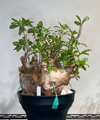 オペルクリカリアパキプス No.11 | R&A Caudex Plants