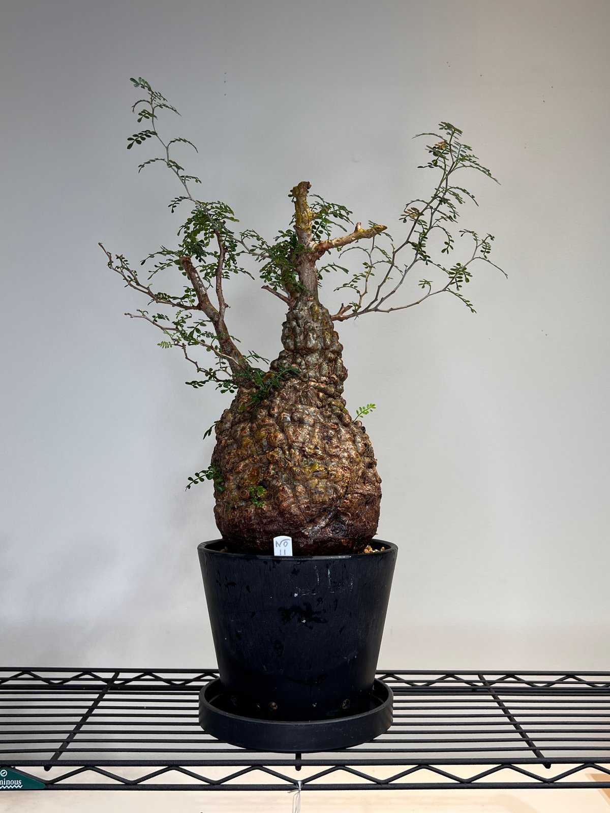 オペルクリカリアパキプス No.11 | R&A Caudex Plants