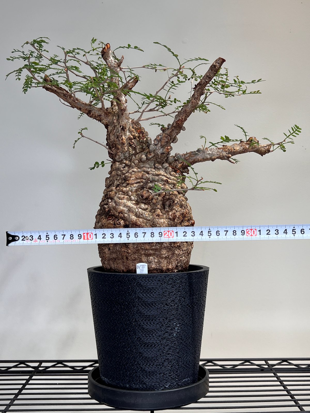 【8年目】オペルクリカリア パキプス メス オペルクリカリアパキプス No.8 | R&A Caudex Plants