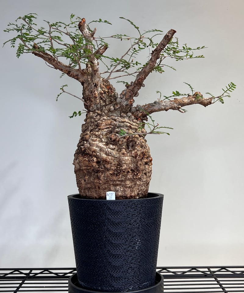 KP126 オペルクリカリア パキプス コーデックス ベアルート株 MP226 オペルクリカリア パキプス チャレンジ株 コーデックス ベアルート株