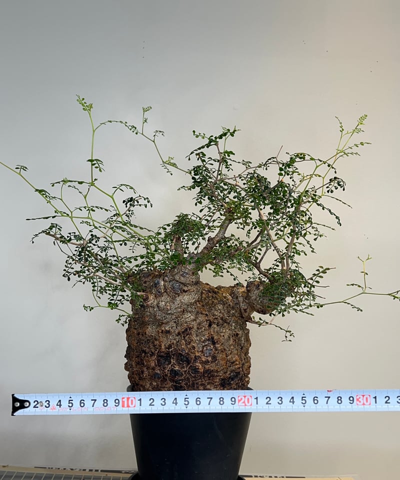 オペルクリカリアパキプス No.22 | R&A Caudex Plants