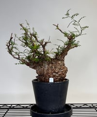 オペルクリカリアパキプス No.11 | R&A Caudex Plants