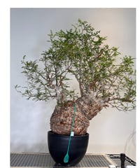 オペルクリカリアパキプス No.14 | R&A Caudex Plants