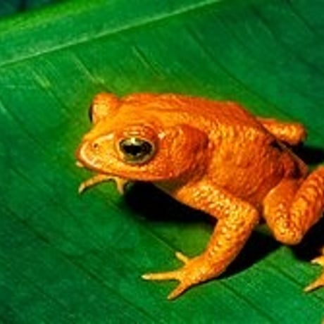 STICKY FROG 2cmカールくん フィギュア ソリッドオレンジ