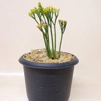 松葉蘭 大和錦
