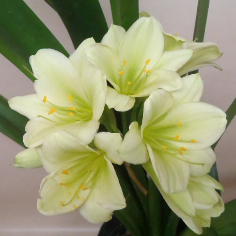 ヒラオ実生開花株 君子蘭 クンシラン