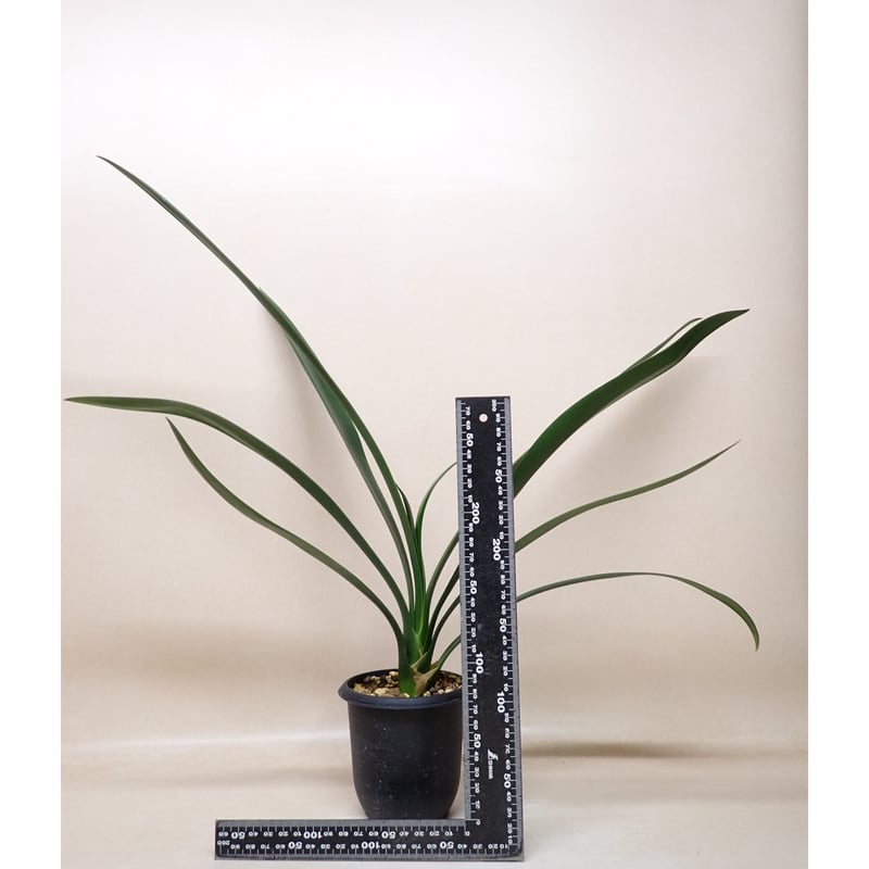 ヒラオ実生開花株 君子蘭 クンシラン