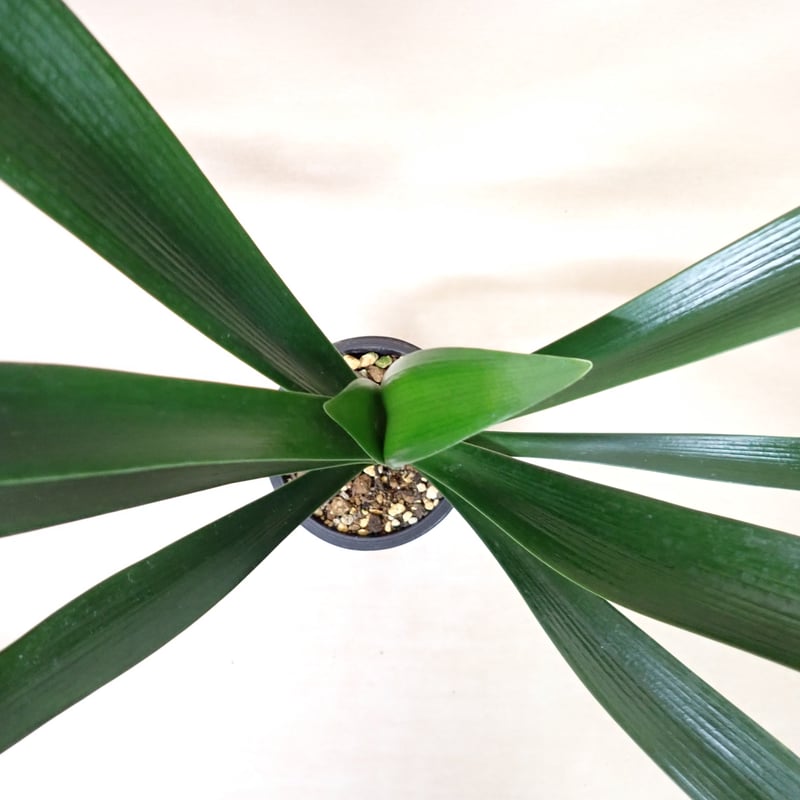 ヒラオ実生開花株 君子蘭 クンシラン