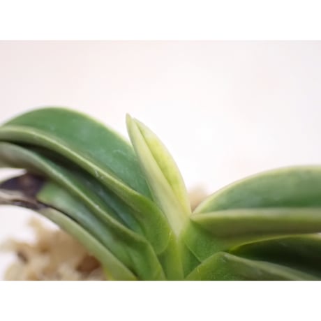 FR1 富貴蘭 御神渡