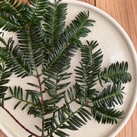榧の葉