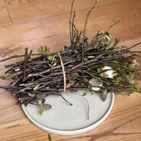 コブシの枝　フレッシュ　100g