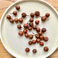 アブラチャンの実（乾燥）