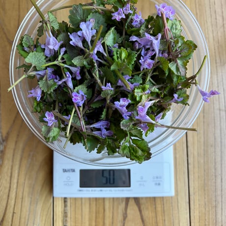 カキドオシ　50g