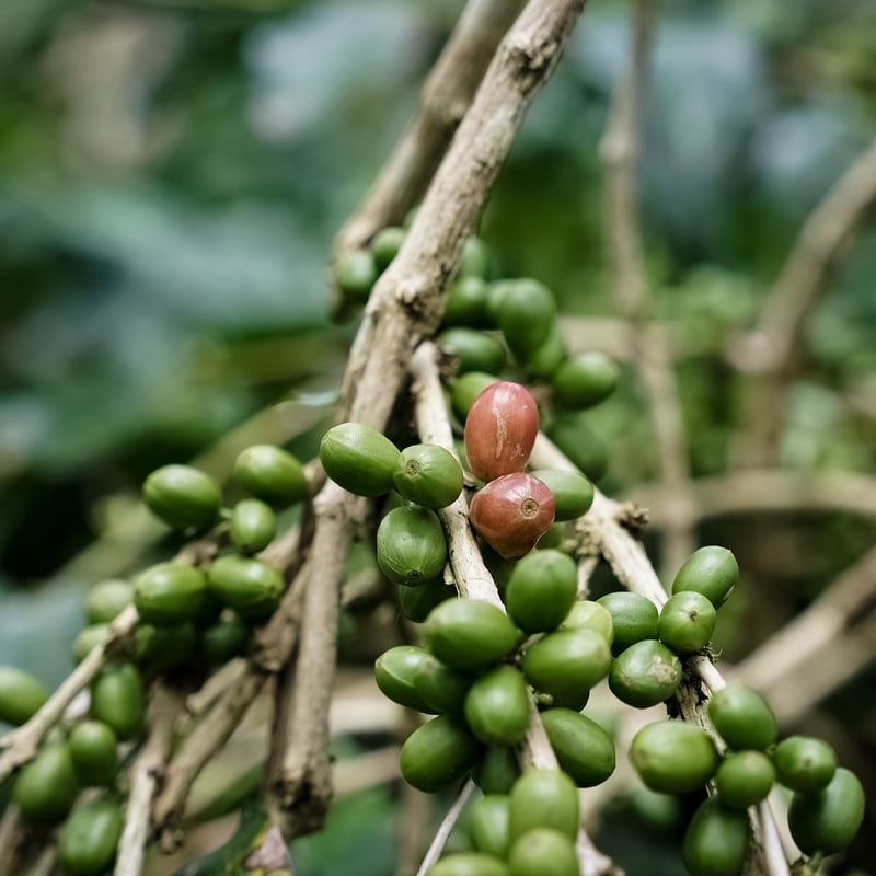 インドネシア スマトラ アチェ エンゾ サウキ H ティピカ／アビシニア