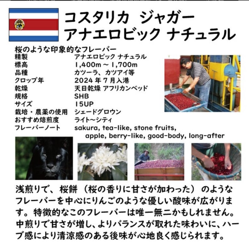 コーヒー豆 コスタリカ ジャガーハニー アナエロビック 200g（Costa